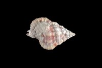 藏品(玫瑰翼法螺)的圖片